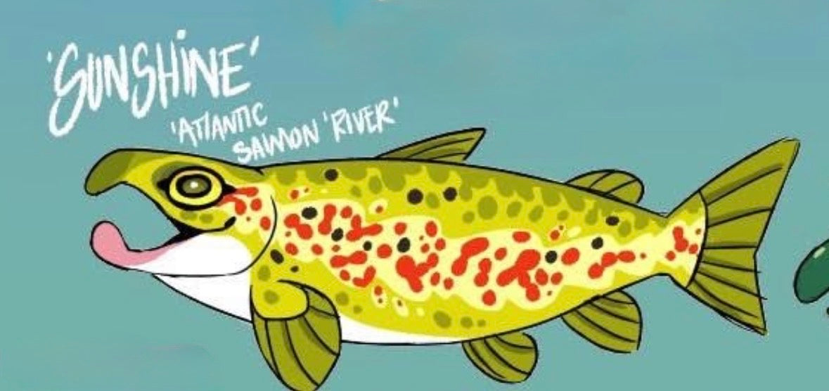 Sunshine the Atlantic River Salmon