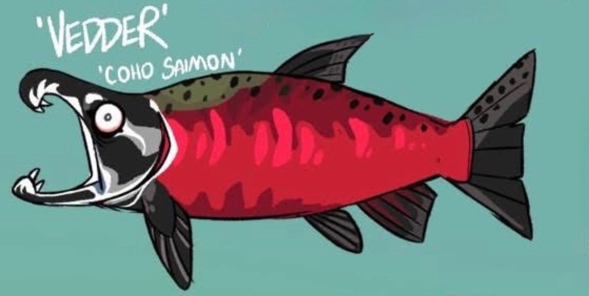 Vedder the Coho Salmon