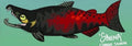 Skeena the Chinook Salmon